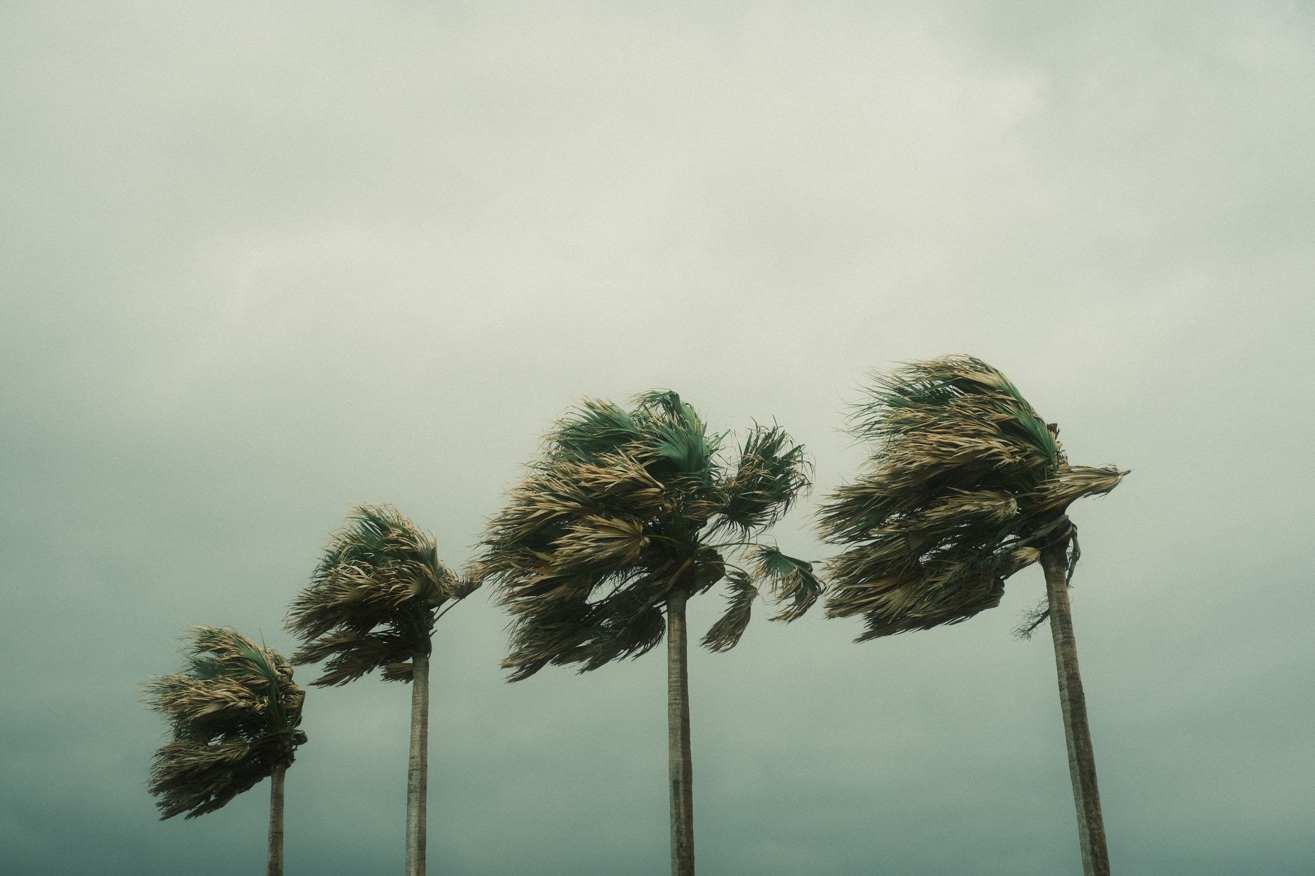 Palm trees bending in storm winds, a reminder to use a hurricane preparedness checklist
